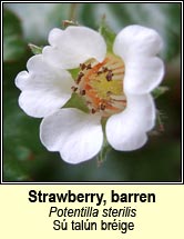 strawberry,barren (s taln brige)