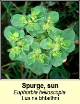 spurge,sun (lus na bhfaithn)