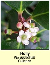 holly (cuileann)