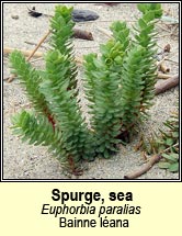 spurge,sea (bainne lana)