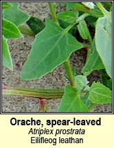 orache,spear-leaved (eilifleog leathan)