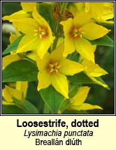 loosestrife,dotted (brealln dlth)