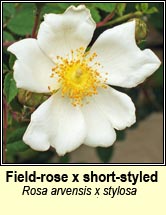 rose,field x short-styled