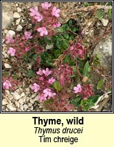 thyme,wild (tm chreige)