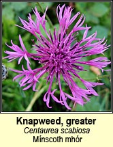 knapweed,greater (mnscoth mhor)