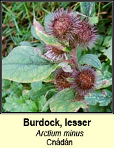 burdock,lesser (cnádán)