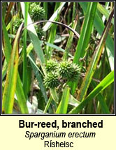 bur-reed,branched (rísheisc)