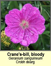 cranesbill,bloody (crobh dearg)