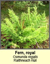 fern,royal (raithneach ríúil)