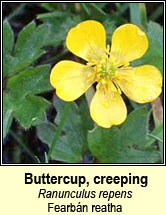 buttercup,creeping (fearbán reatha)