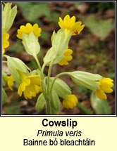 cowslip (bainne bó bleachtáin)