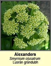 alexanders (lusrn grndubh)