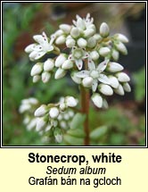 stonecrop,white (grafán bán na gcloch)