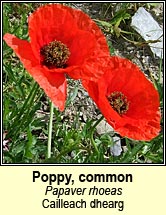 poppy,common (cailleach dhearg)