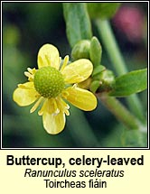 buttercup,celery-leaved (toircheas fiáin)