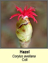 hazel (coll)