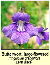 butterwort,large_flowered (leith uisce)