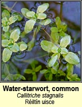 water-starwort,common (réiltín uisce)