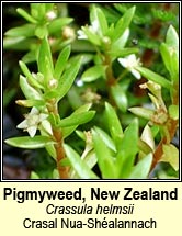 pygmyweed,new zealand