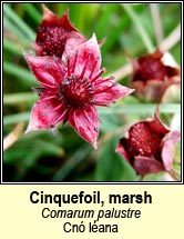 cinquefoil,marsh (cn lana)