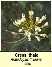 cress,thale (tailis)