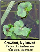 water-crowfoot,ivy-leaved (néal uisce eidhneach)