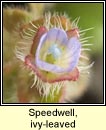 speedwell,ivy-leaved (lus cré eidhneach)
