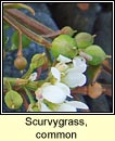 scurvygrass,common (biolar trá)