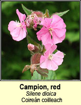 campion,red (coiren coilleach)