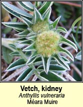 vetch,kidney (mara muire)