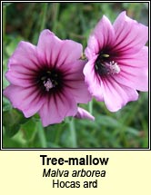 tree-mallow (hocas ard)
