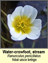 water-crowfoot,stream (néal uisce bréige)