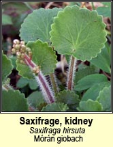 saxifrage,kidney (mórán giobach)