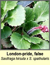 saxifrage,false londonpride