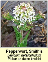 pepperwort,downy (piobar an duine bhoicht)