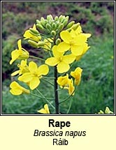 rape,wild (tornapa ráib)