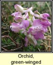 orchid,green-winged (magairln fitheach)