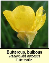 buttercup,bulbous (tuile thalún)