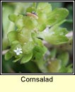cornsalad (ceathrú uain)