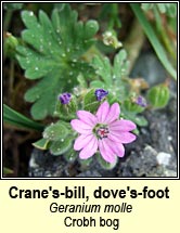cranesbill,doves-foot (crobh bog)