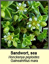 sandwort,sea (gaineamhlus mara)