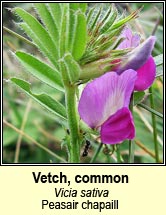 vetch,common (peasair chapaill)