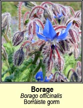 borage (borraiste gorm)