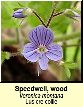speedwell,wood (lus cre coille)