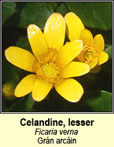 celandine,lesser (grn arcin)