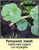 pennywort,marsh (lus na pingine)