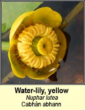 water-lily,yellow (cabhn abhann)