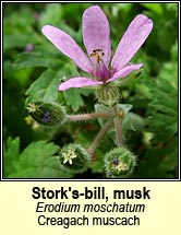 storksbill,musk (creagach muscach)