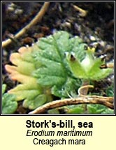 storksbill,sea (creagach mara)