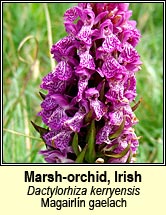 orchid,western marsh (magairlín gaelach)